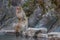 Japanese wild monkey couple making love at natural YAENKOEN park onsen or hot spring, NAGONO JAPAN