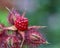 Japanese wine Berry Rubus phoenicolasius