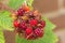 Japanese wineberry