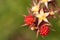 Japanese Wineberry Rubus phoenicolasius