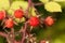 Japanese Wineberry Rubus phoenicolasius