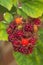 Japanese wineberry (Rubus phoenicolasius) fruits