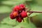 Japanese wineberry or Rubus phoenicolasius fully ripe raspberry fruit with red thorny branches