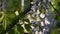 Japanese wisteria blooms in spring. Grones of purple wisteria flowers close-up on a background of green leaves. Spring