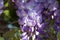 Japanese wisteria purple flowers in the garden