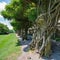 Japanese Wisteria Tree at Biltmore