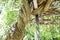 Japanese wisteria tree and legumes on wisteria trellis. Fabaceae deciduous vine.