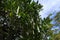 Japanese wisteria tree and legumes on wisteria trellis. Fabaceae deciduous vine.