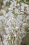 Japanese wisteria, Wisteria floribunda Kimono, close-up flowering white with a blue eye