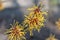 Japanese witch-hazel Hamamelis japonica blooming