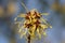 Japanese witch-hazel, Hamamelis japonica Zuccariniana, close-up of flowers