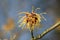 Japanese witch-hazel, Hamamelis japonica Zuccariniana, inflorescence