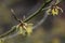 Japanese witch-hazel, Hamamelis japonica Zuccariniana, single yellow flower