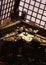Japanese wooden ceiling with intricate gold designs and details background