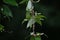 Japanese yam ( Dioscorea japonica ) flowers. Dioscoreaceae perennial dioecious vine.