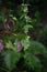 Japanese yam ( Dioscorea japonica ) flowers. Dioscoreaceae perennial dioecious vine.