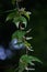 Japanese yam ( Dioscorea japonica ) flowers. Dioscoreaceae perennial dioecious vine.
