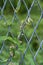 Japanese yam Dioscorea japonica male flowers