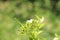 Japanese yellowish flower or Murraya paniculata