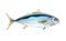 Japanese yellowtail fish, isolated flat on light background. Pacific fresh seafood in a simple style. Vector for design marine