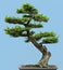Japanese Yew bonsai