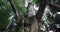 A Japanese zelkova tree in front of the shrine at the countryside low angle