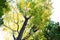 Japanese zelkova (Zelkova serrata) yellow leaves. Ulmaceae deciduous tree.