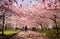 Japenese cherry trees blossoming spring denmark people