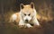 Japnese dog Akita Inu at the forest