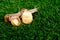 Jar with cream and snails on a background of green grass. beauty, body care cosmetics with snail mucin