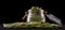 Jar of foglie spinach pasta on wooden table isolated on black background