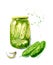 Jar of pickles, garlic, cucumber. Hand drawn watercolor illustration on white background