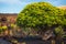 Jardin de cactus garden Lanzarote, Spain