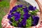 Jardiniere - with purper petunias