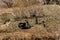 Jarkot, Nepal - November 17, 2015: Nepalese family with the help of a bull plowing the land in late autumn