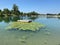 Jarun - small lake or Jarun small lake and the Island of rowers during the summer, Zagreb - Croatia /Jarun - malo jezero