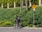 Jaslo/Yaslo, Poland - may 22,2018: Road sign danger on the highway. safety of traffic. Two guys riding bicycles in summer`s sunny