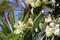 Jasmin flowers covered with raindrops, Touch of spring