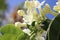 Jasmin flowers covered with raindrops, Touch of spring