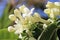 Jasmin flowers covered with raindrops, Touch of spring