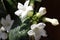 Jasmin flowers covered with raindrops, Touch of spring