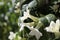 Jasmin flowers covered with raindrops, Touch of spring