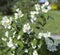 Jasmine bloom. White Jasmine flowers on green blurred background.