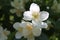 Jasmine Blossoms: Delicate Beauty and Subtle Fragrance in Close-Up, Amidst Green Leaves and Sunlight Glints