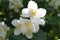 Jasmine Blossoms: Delicate Beauty and Subtle Fragrance in Close-Up, Amidst Green Leaves and Sunlight Glints