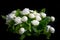 Jasmine bouquet with white fragrance on soft focus black background, the concept of giving jasmine to Mother Day