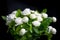 Jasmine bouquet with white fragrance on soft focus black background, the concept of giving jasmine to Mother Day
