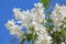 Jasmine branch with flowers