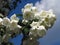Jasmine, branch with rich white flowers, blue sky background