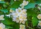 Jasmine branches with beautiful flowers, with an amazing smell